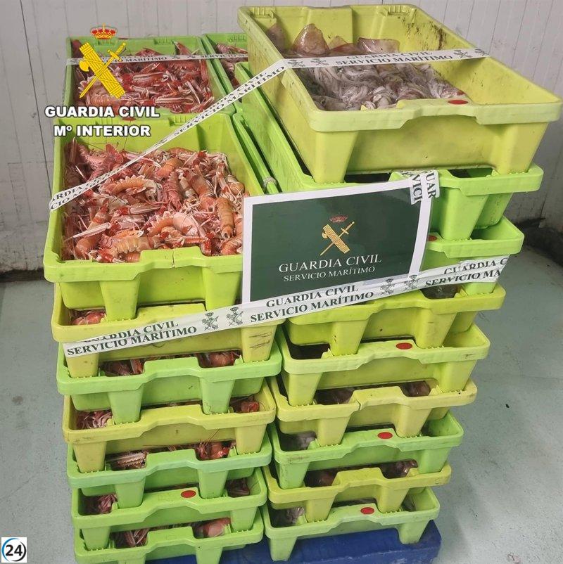Incautados 145 kilos de cigalas ilegales en A Coruña