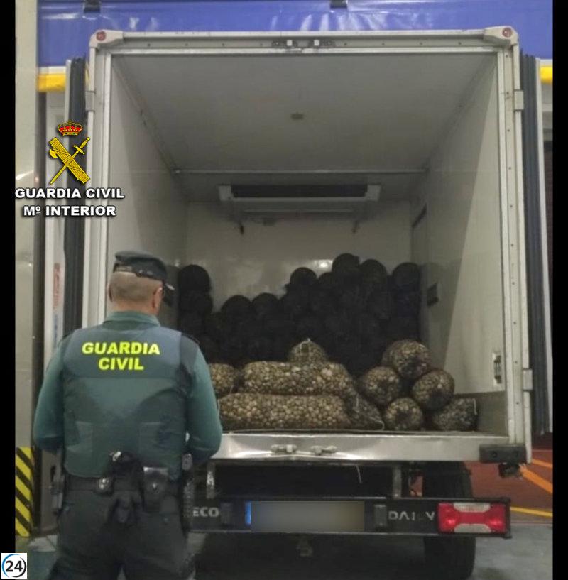 Incautado camión portugués con carga ilegal de almejas japónicas en O Grove, Pontevedra.