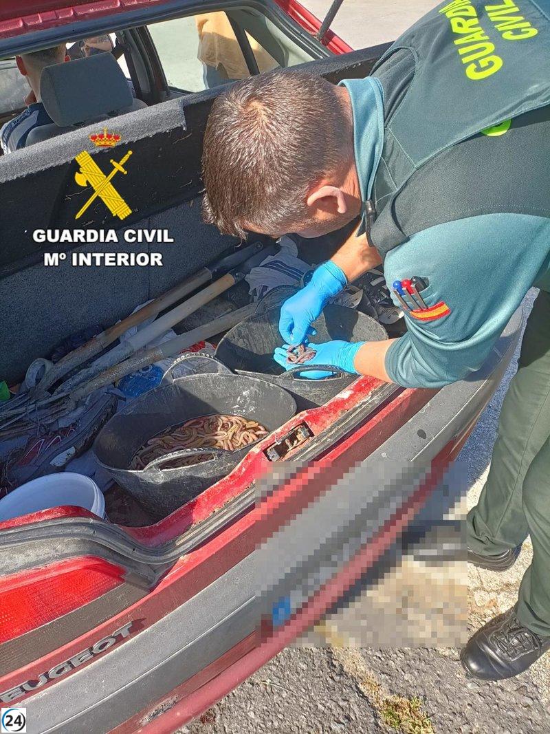 Descubiertas 548 lombrices de mar en una redada en Ponteceso (A Coruña)