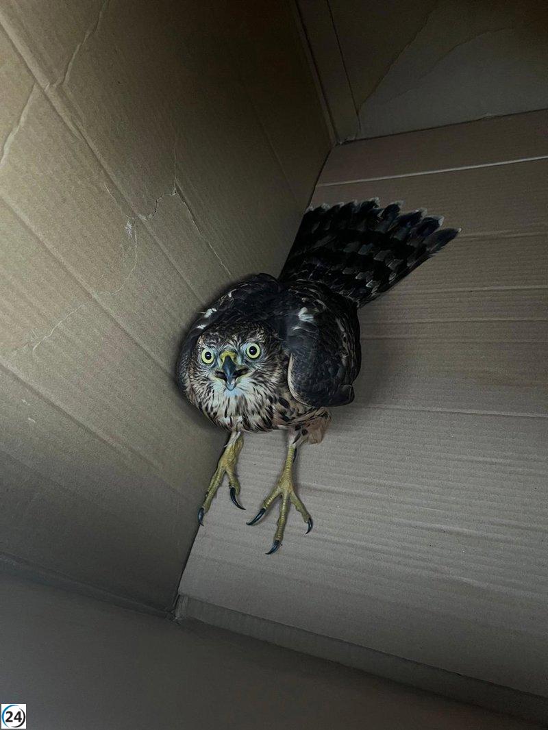 Ave rapaz herida rescatada en Lugo sin poder volar.