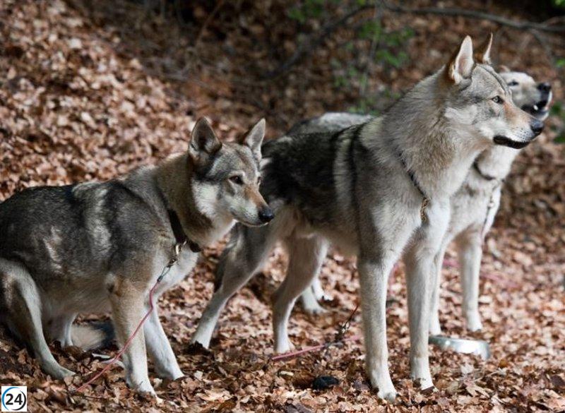 Grupos piden protección realista para lobos en Galicia y solicitan apoyo financiero.