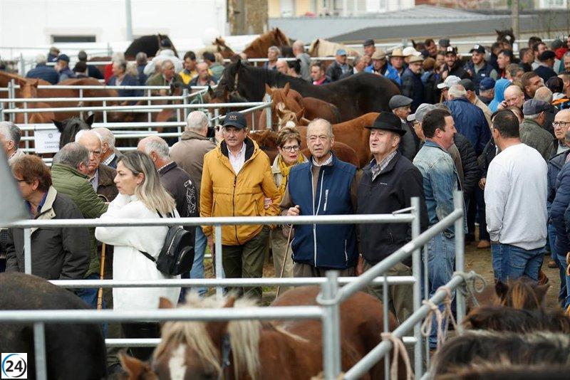 La feria de ganado de As San Lucas en Mondoñedo atrae a más de mil caballos, siendo la más antigua de Europa.