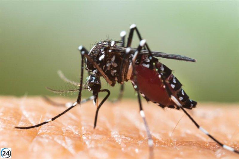 Hallan larvas de mosquito tigre en O Porriño, Pontevedra.