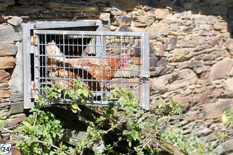Agricultura advierte de alto riesgo por gripe aviar y confina aves de corral en siete municipios gallegos.