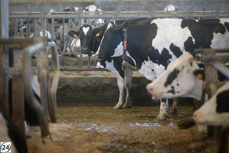 La leche gallega inicia el año con un pequeño aumento, pero permanece rezagada a nivel nacional.