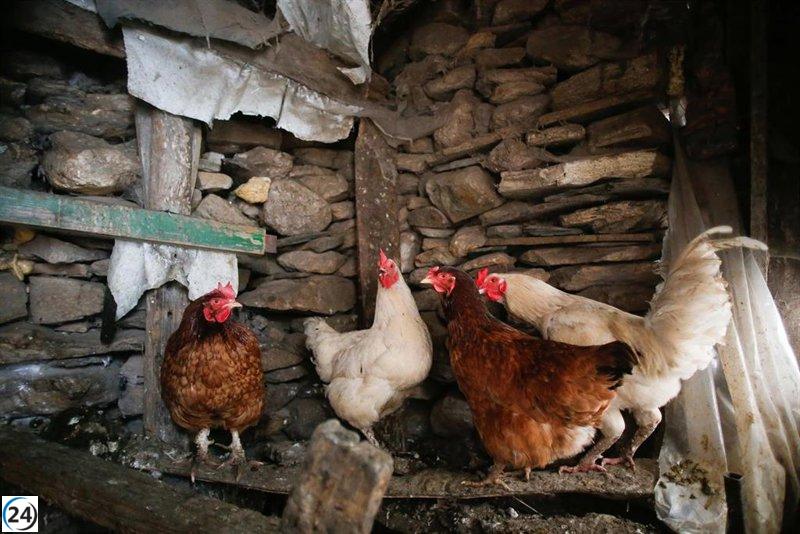 Agricultura clasifica a Xove, Ordes, Cerceda y Tordoia como áreas de alto riesgo por gripe aviar.