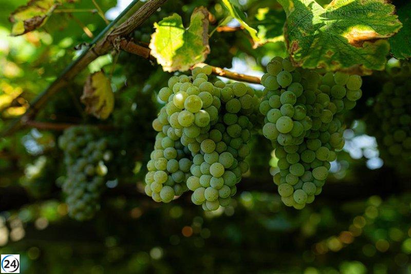UU.AA. propone una cosecha anticipada en Galicia debido a la crisis del sector vitivinícola.