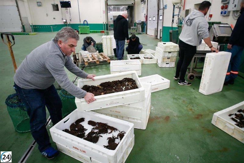 Las lonjas gallegas sufren una caída del 18,5% en capturas en 2024, perdiendo cerca de 30 millones en ingresos.