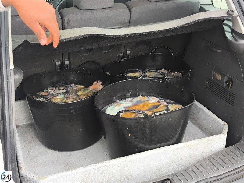 Interceptan más de 76 kilos de pulpo en el puerto de Bueu.