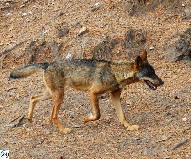 Galicia permite controlar lobos por daños, pero prohíbe su caza general.