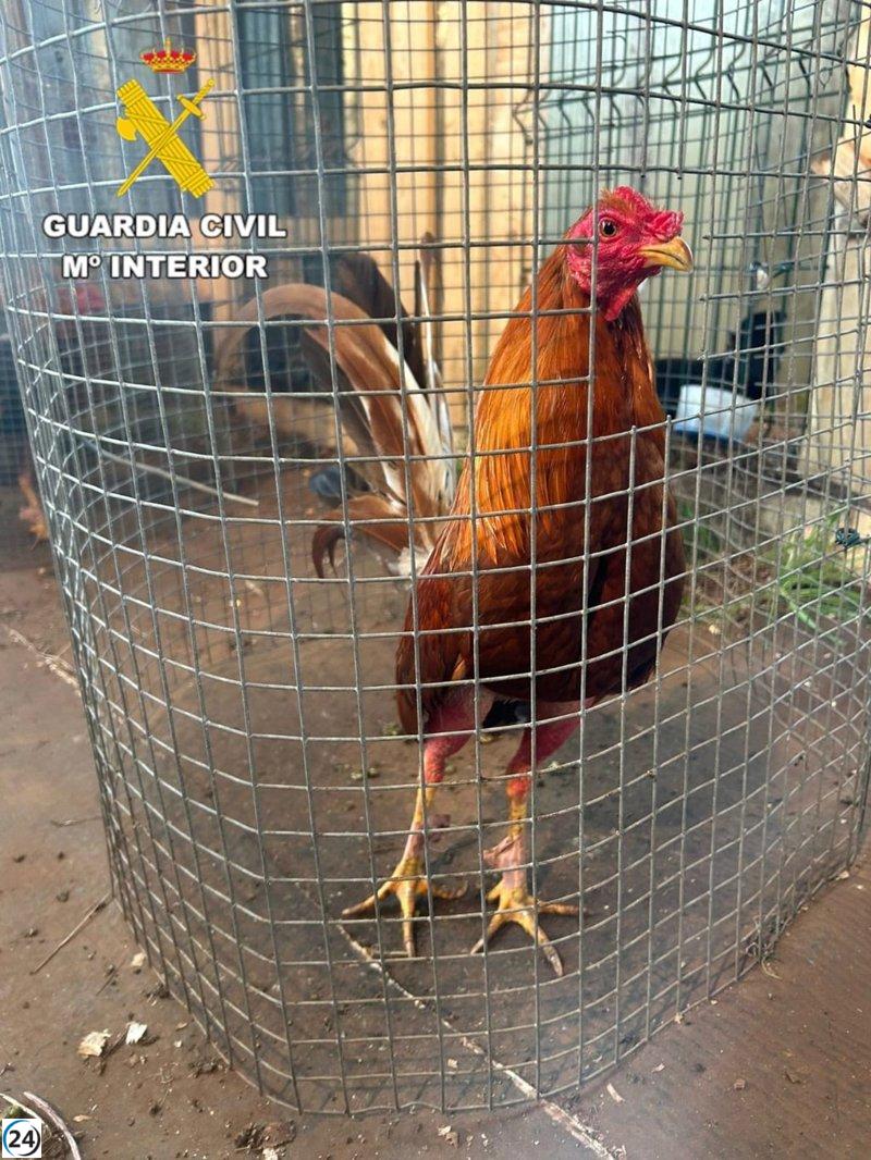 Cuatro residentes de Coristanco bajo la lupa por montar combates de gallos prohibidos.