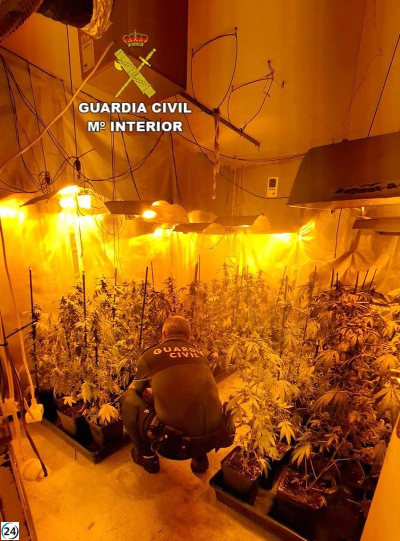 Vecino de As Neves bajo investigación tras la incautación de más de 60 plantas de cannabis.