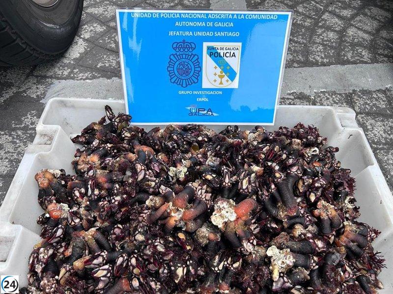 Confiscan más de 13 kilos de percebe en A Coruña en lucha contra el furtivismo.