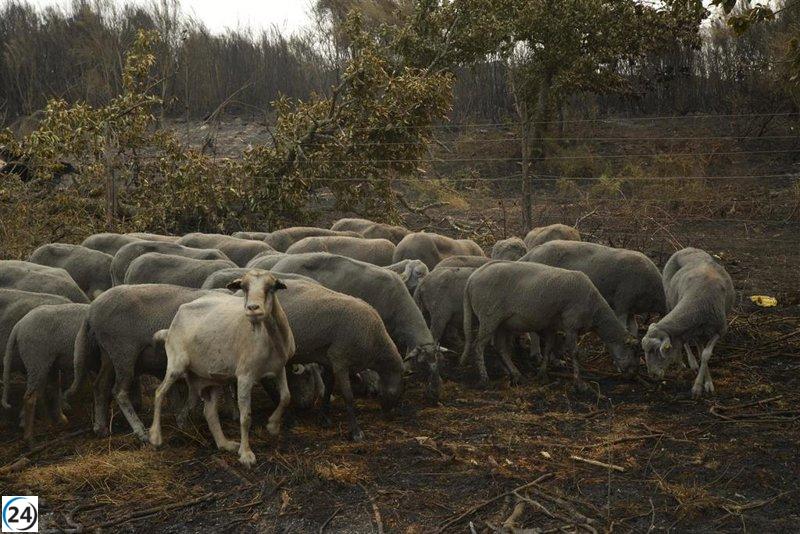 Comunidad y asociaciones apoyan a ganaderos de Ourense tras incendios.