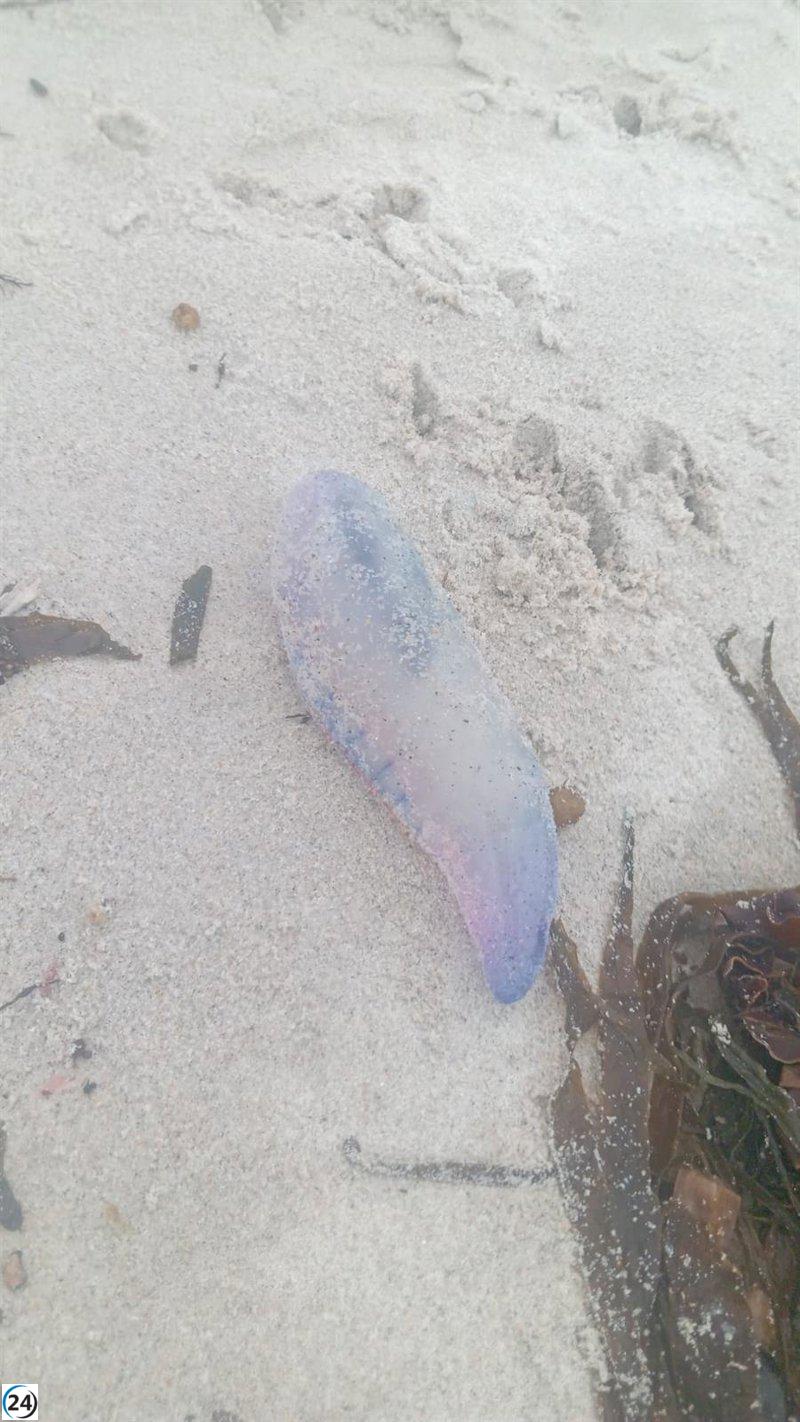 Precaución en playas de Sanxenxo: bandera amarilla por carabelas portuguesas.
