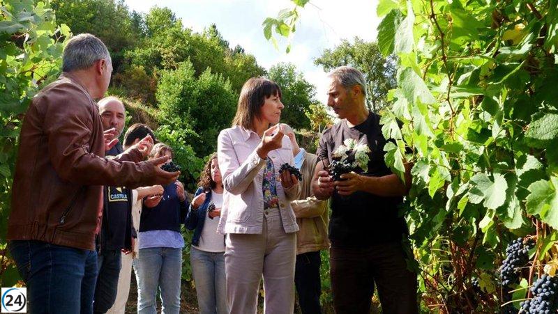 BNG exige compensaciones por pérdidas en viñedos afectados por incendios.