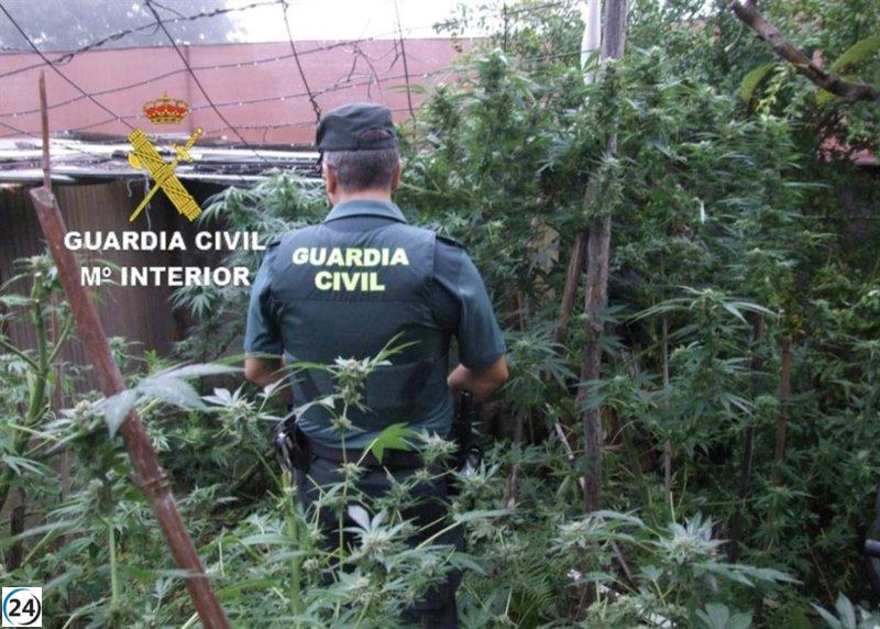 Arrestan en Mos a un hombre con cultivo ilegal de marihuana.