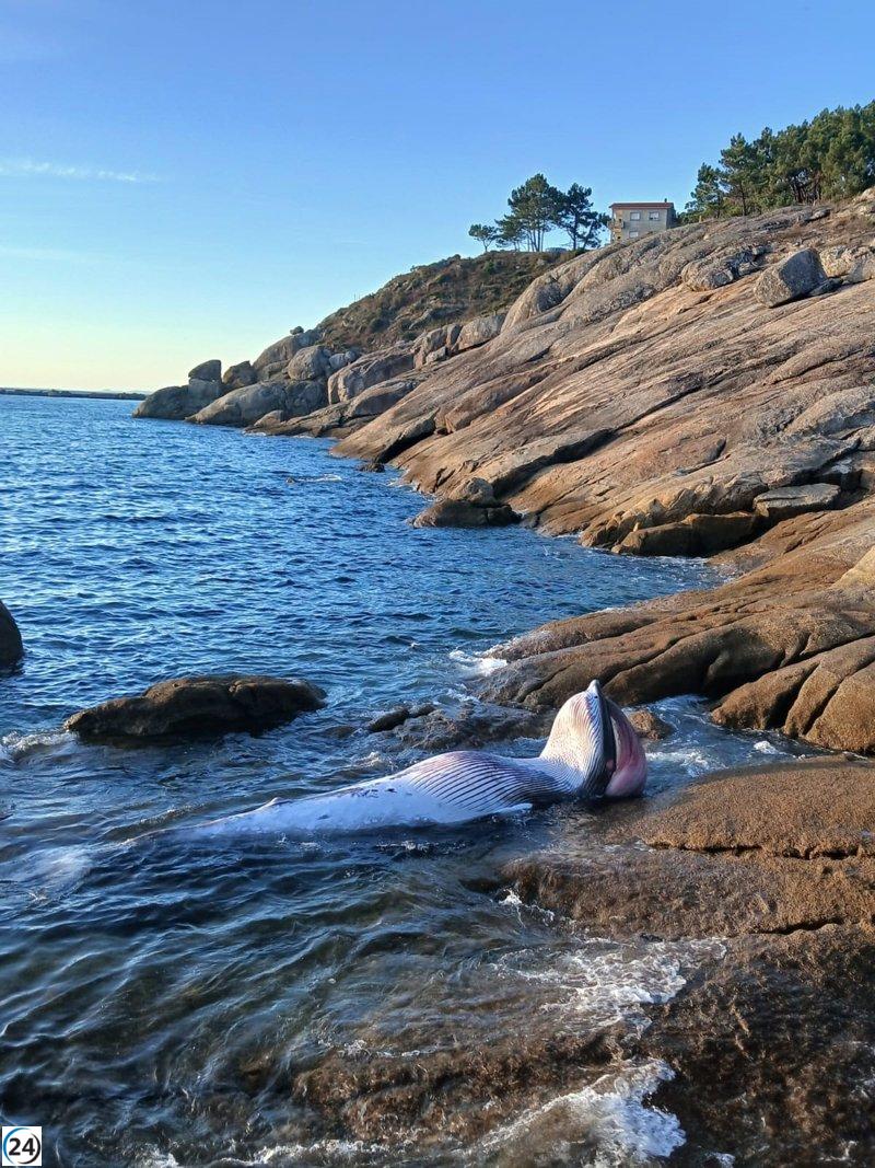 Hallan un cetáceo de tres metros muerto en el Puerto de Aldán, Cangas.