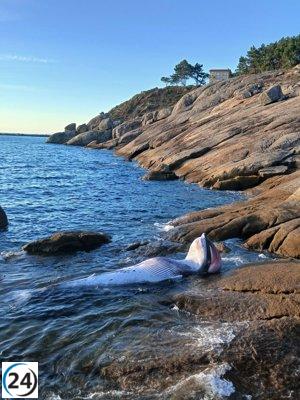 Hallan un cetáceo de tres metros muerto en el Puerto de Aldán, Cangas.