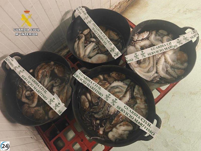 Desarticulan operación de contrabando de 104 kilos de pulpo en Lorbé, A Coruña.