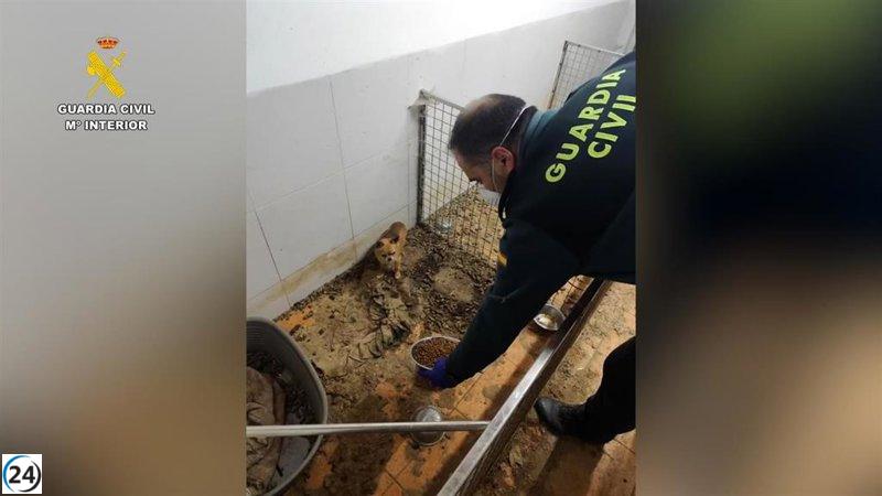 Descubren un criadero ilegal en Ordes con 250 cuerpos y 171 animales en peligro.