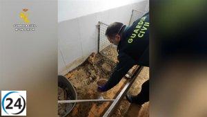 Descubren un criadero ilegal en Ordes con 250 cuerpos y 171 animales en peligro.