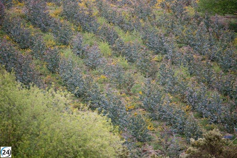La Xunta permite nuevas plantaciones de eucalipto hasta 2030.