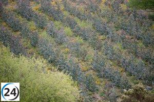 La Xunta permite nuevas plantaciones de eucalipto hasta 2030.