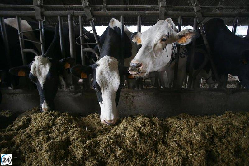 Galicia suspende ferias y concursos ganaderos por brote de dermatosis nodular.