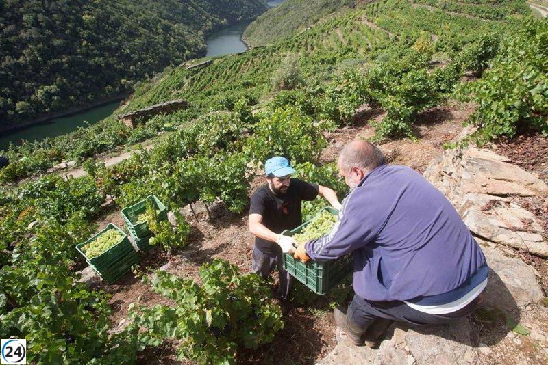 Galicia cierra su histórica vendimia con 76 millones de kilos de uva, un incremento del 2,4%.