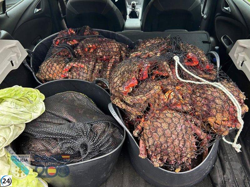Desmantelan red de furtivismo: 74 kilos de centolla confiscados en Rianxo, A Coruña.
