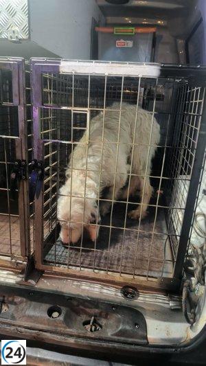 Vecino de O Carballiño investigado por maltrato animal por lanzar un perro desde un viaducto.