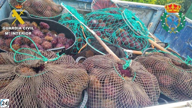 Intervienen 227 kg de erizos, 180 kg de berberecho y un coche en Bergondo (A Coruña).