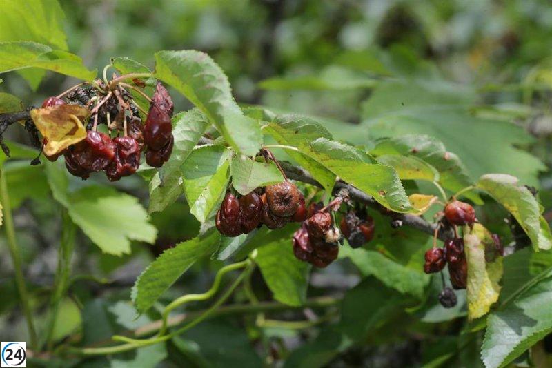 Las tormentas causan pérdidas a los productores de cereza de Chantada.