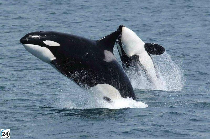 Orcas atacan velero en Galicia: El primer incidente del verano