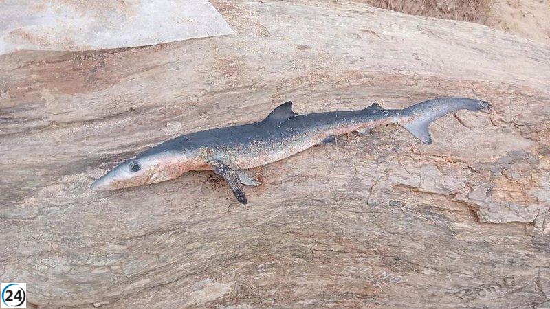 Hallan cría de tiburón sin vida en playa de Outeiro, Ferrol.