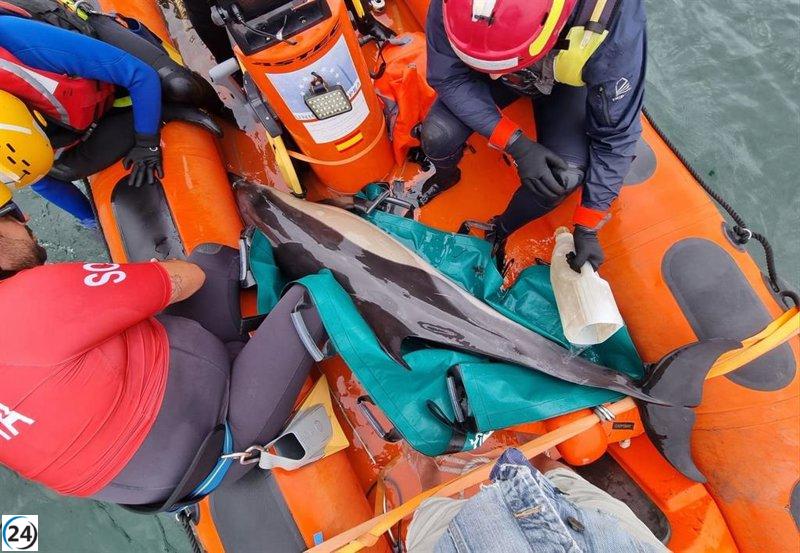 15 delfines rescatados en ría de Ferrol para evitar varado en A Malata.