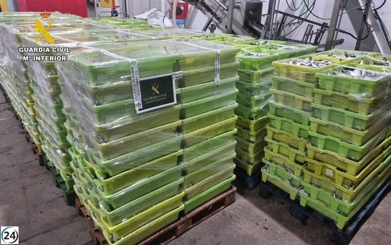 Sardinas capturadas ilegalmente en Laxe (A Coruña) confiscadas: más de 7 toneladas.