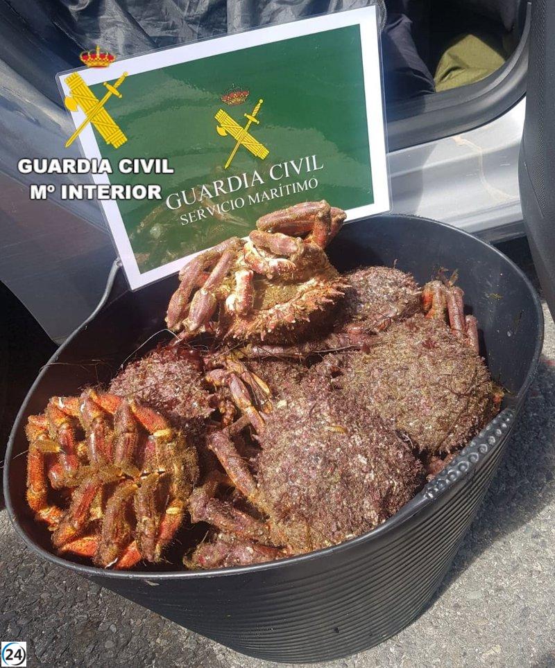 La Guardia Civil decomisa 16,3 kg de centolla en el puerto de Laxe.
