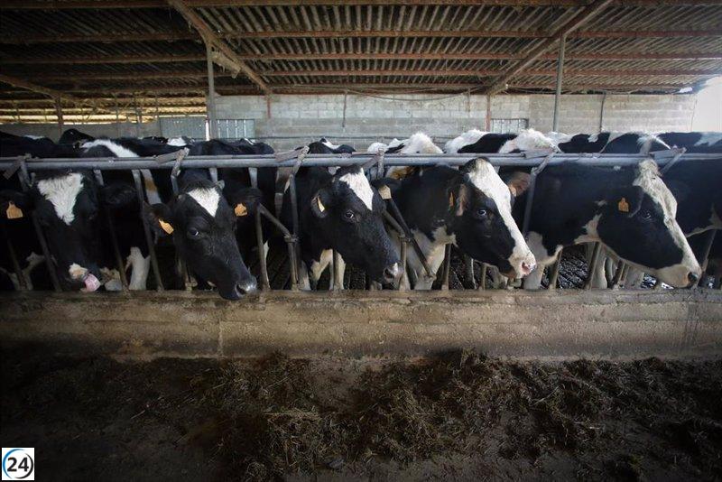 Enfermedad hemorrágica afecta a vacas en A Capela y Abegondo, en Galicia.