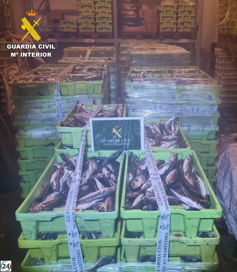 Gigantesco decomiso de jurel: más de tres toneladas incautadas en el puerto de Camariñas (A Coruña)