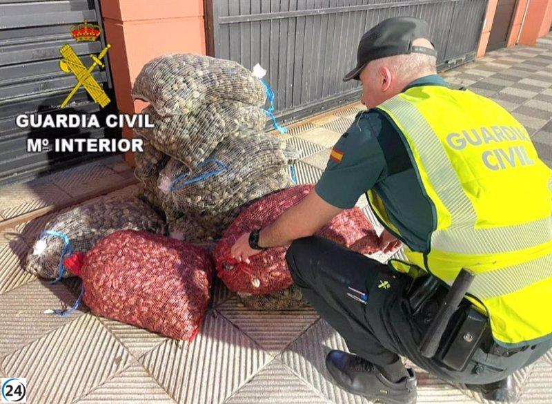 Descubren en Cangas (Pontevedra) un auto con 250 kg de almeja ilegal de Portugal