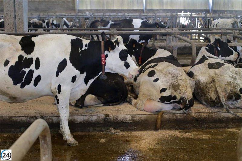 Los productores gallegos persisten en septiembre como los únicos percibiendo menos de medio euro por litro de leche