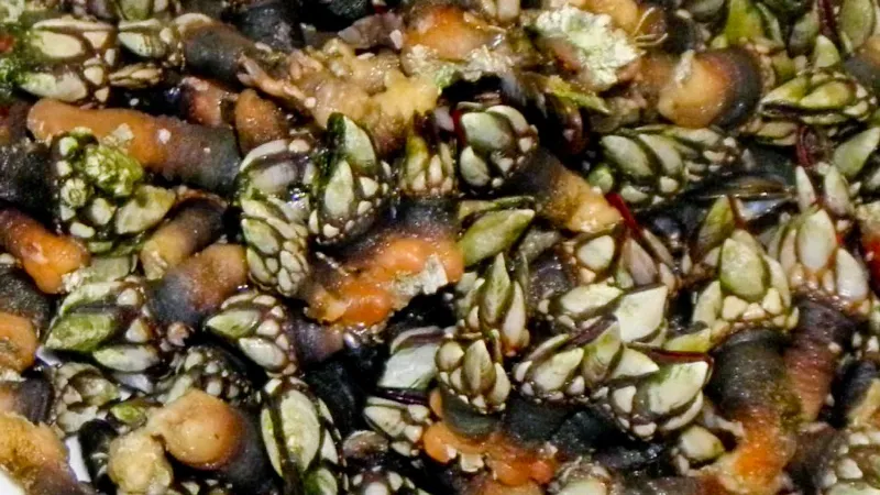 Del mar a la mesa: cómo cocinar percebes en Galicia