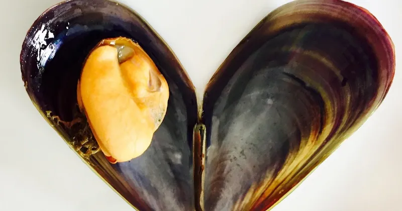 Los mejillones gallegos, una exquisitez marina